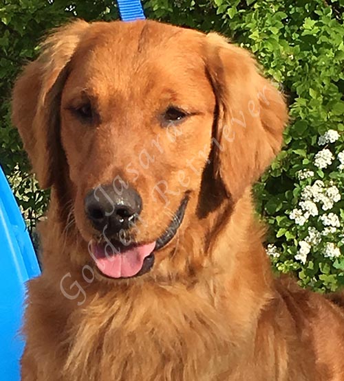 Jasara Golden Retrievers Jasara's Duck N' Rum Runner CCA, Lincoln