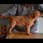 Jasara Golden Retrievers Lincoln