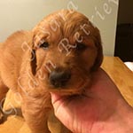 Jasara Golden Retrievers Lincoln