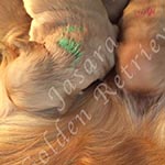 Jasara Golden Retrievers Lincoln