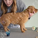 Jasara Golden Retrievers Lincoln