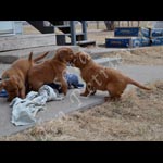 Jasara Golden Retrievers Lincoln