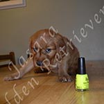Jasara Golden Retrievers Lincoln