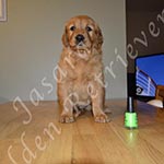 Jasara Golden Retrievers Lincoln