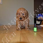 Jasara Golden Retrievers Lincoln