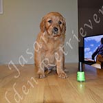 Jasara Golden Retrievers Lincoln