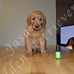 Jasara Golden Retrievers Lincoln