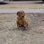 Jasara Golden Retrievers Lincoln