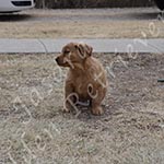 Jasara Golden Retrievers Lincoln