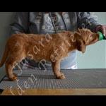 Jasara Golden Retrievers Lincoln 