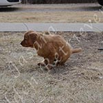 Jasara Golden Retrievers Lincoln