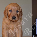 Jasara Golden Retrievers Lincoln