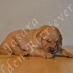 Jasara Golden Retrievers Lincoln