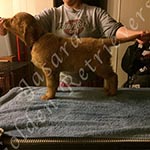 Jasara Golden Retrievers Lincoln