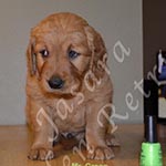 Jasara Golden Retrievers Lincoln