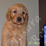 Jasara Golden Retrievers Lincoln