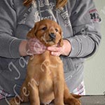 Jasara Golden Retrievers Lincoln