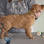 Jasara Golden Retrievers Lincoln 
