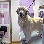 Jasara Golden Retrievers Loki