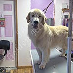 Jasara Golden Retrievers Loki