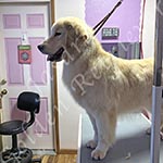 Jasara Golden Retrievers Loki