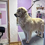 Jasara Golden Retrievers Loki