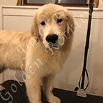 Jasara Golden Retrievers Loki