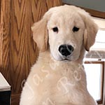 Jasara Golden Retrievers Loki