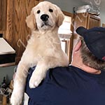 Jasara Golden Retrievers Loki