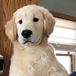 Jasara Golden Retrievers Loki