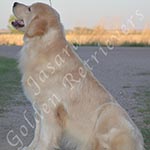 Jasara Golden Retrievers Loki