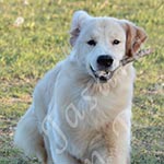 Jasara Golden Retrievers Loki