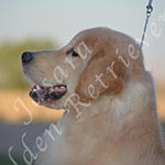 Jasara Golden Retrievers Loki