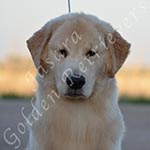 Jasara Golden Retrievers Loki