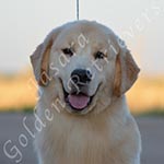 Jasara Golden Retrievers Loki