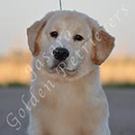 Jasara Golden Retrievers Loki