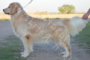Jasara Golden Retrievers Loki