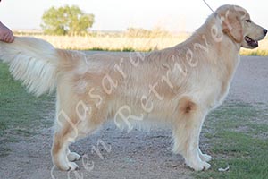 Jasara Golden Retrievers Loki