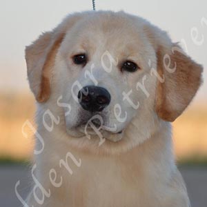 jasara golden retrievers loki
