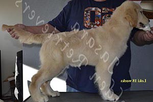 Jasara Golden Retrievers Loki