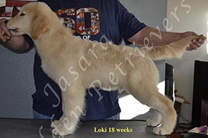 Jasara Golden Retrievers Loki