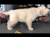 Jasara Golden Retrievers Loki