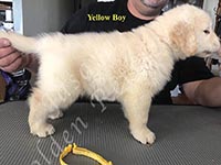 Jasara Golden Retrievers Loki