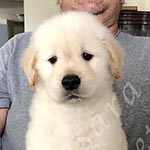 Jasara Golden Retrievers Loki