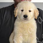 Jasara Golden Retrievers Loki