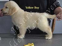 Jasara Golden Retrievers Loki