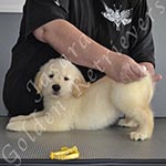Jasara Golden Retrievers Loki