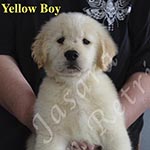 Jasara Golden Retrievers Loki