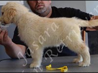 Jasara Golden Retrievers Loki