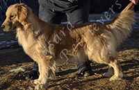 Jasara Golden Retrievers Luna